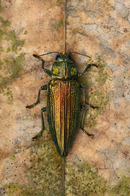 A metallic green and orange beetle with long, narrow body and ridged wings rests on a mottled, brownish leaf. The beetle's colors blend slightly with the leaf's natural patterns.