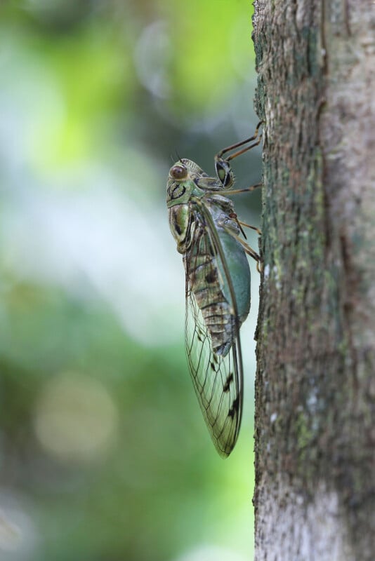 A close-up of a cicada clinging to the side of a tree trunk, with its wings folded back and a blurred green background.