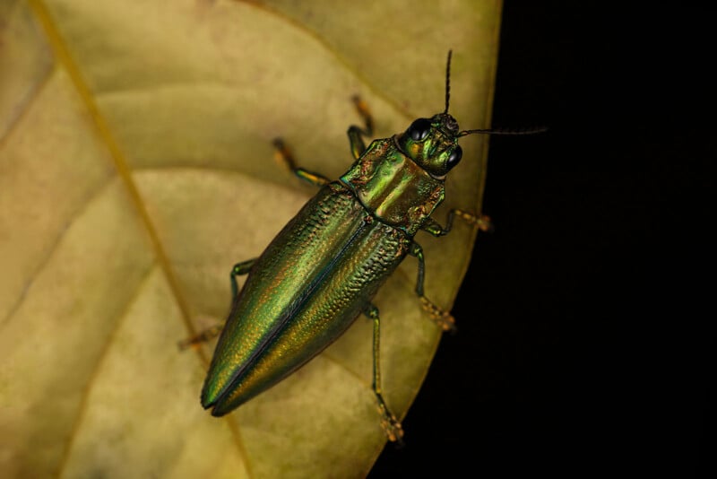 A metallic green beetle with shiny, iridescent wings rests on a pale yellow leaf, viewed from above against a black background.
