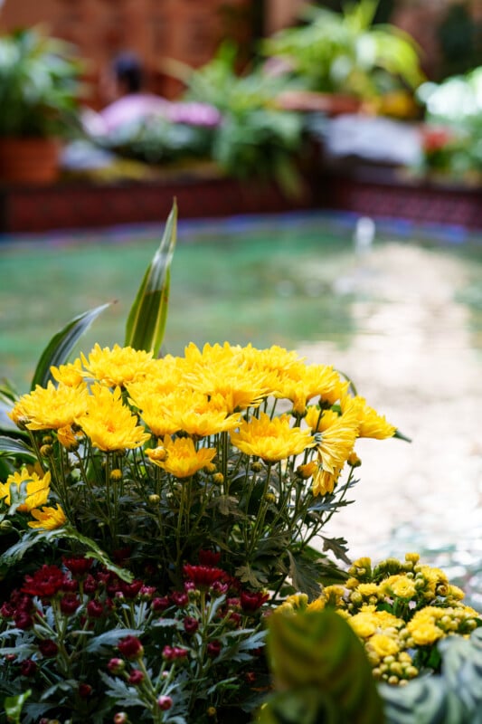 A cluster of vibrant yellow flowers is in focus in the foreground, with a blurred background featuring a pond and lush green plants.