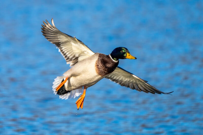 A male mallard duck with a green head and yellow beak flies over a blue body of water, wings outstretched and orange feet visible.