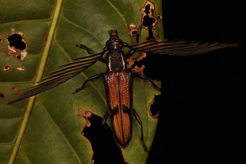 A large beetle with comb-like antennae and orange and black coloring rests on a green leaf with several holes and jagged edges, against a black background.