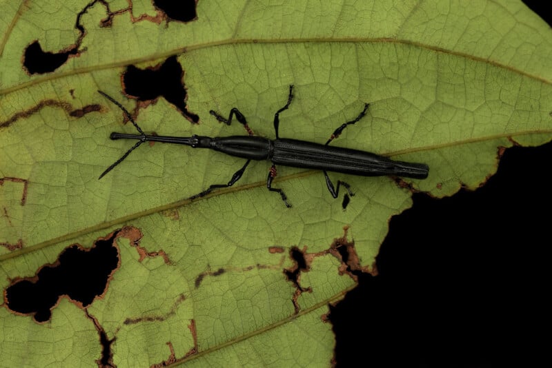 A long, thin black insect with six legs and antennae rests on a green leaf with multiple holes and brown edges, possibly caused by insect feeding. The leaf’s veins are clearly visible.
