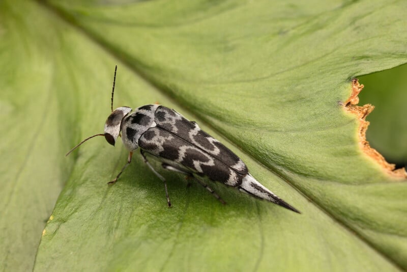 A black-and-white moth with zigzag patterns on its wings rests on a large green leaf with a brown, ragged edge.