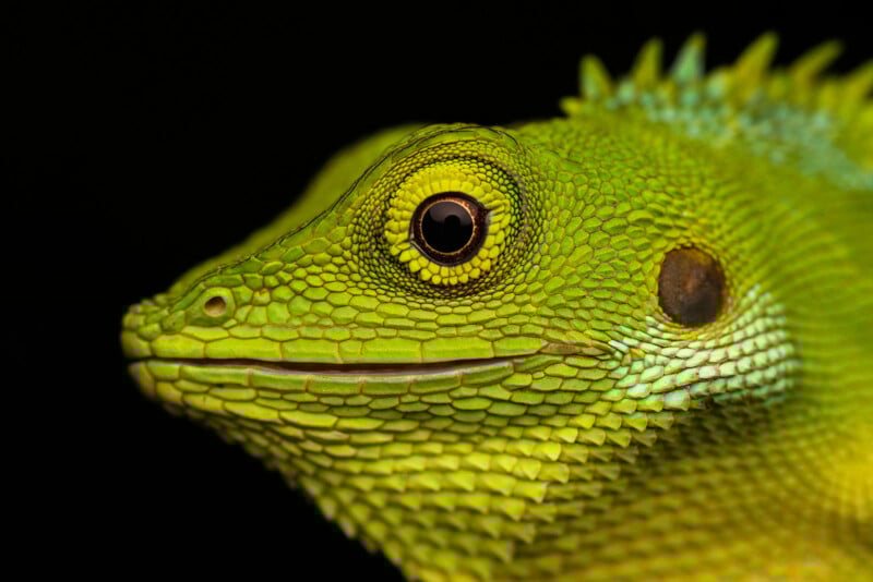 Close-up of a bright green lizard’s head, showing detailed textured scales, a round eye, and subtle blue accents along its back, set against a solid black background.