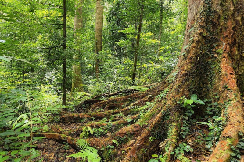 A lush, green rainforest with dense foliage, tall trees, and thick, moss-covered roots spreading across the forest floor. Sunlight filters through the leaves, creating a vibrant, natural scene.