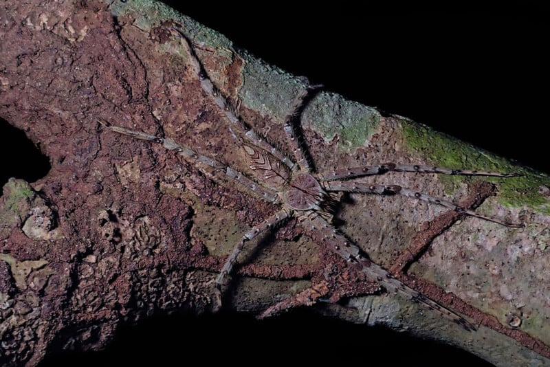 A large, well-camouflaged spider blends seamlessly with the rough, textured bark of a tree branch, its legs and body matching the brown and green tones of the surface.