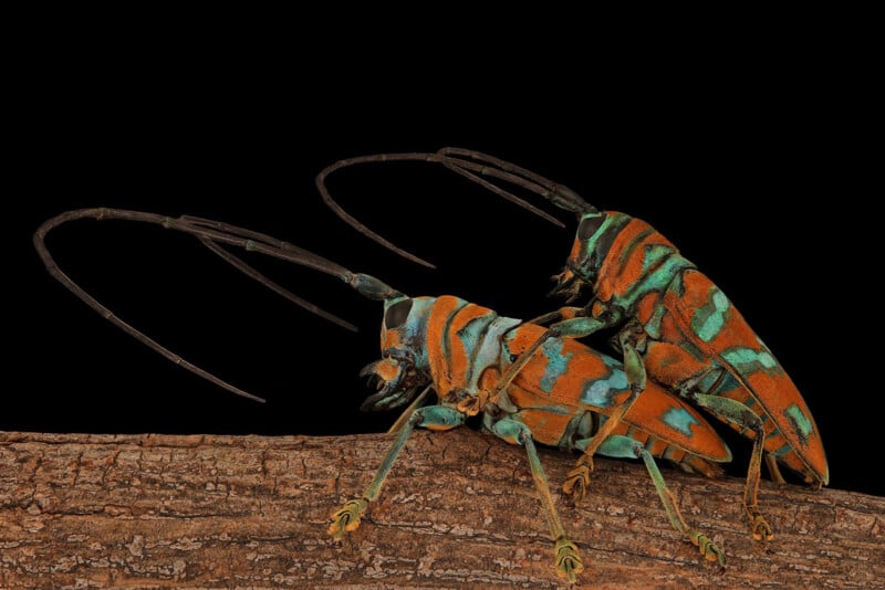 Two colorful longhorn beetles with orange, green, and blue markings are perched on a tree branch against a black background. Their long antennae extend above their bodies.