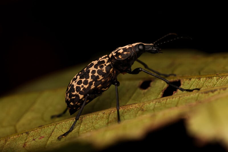A close-up of a black and tan beetle with a spotted pattern on its back, standing on a green leaf against a dark, out-of-focus background.
