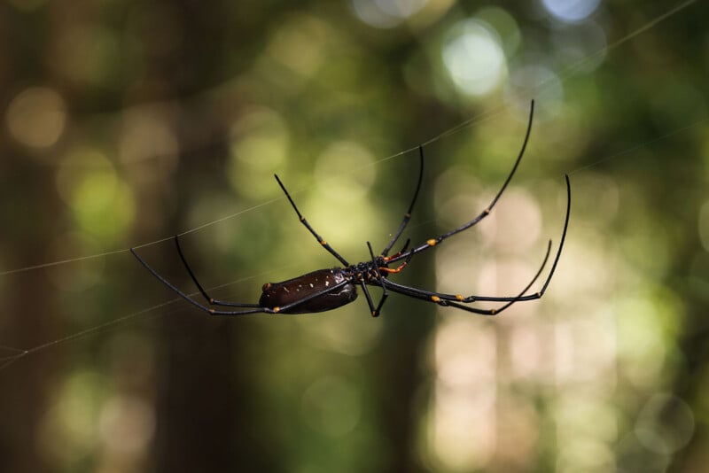 A large spider with long, thin legs is suspended on its web, set against a blurred green and brown natural background.