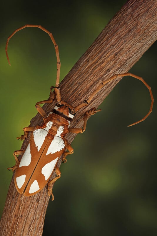 A brown and white longhorn beetle with large, curved antennae rests on a textured tree branch against a blurred green background.