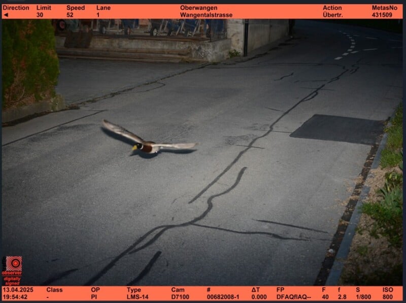 A duck flies low over an empty street at night, caught in the flash of a speed camera. The road markings and building facades are visible in the background, with camera data displayed in orange at the top and bottom.