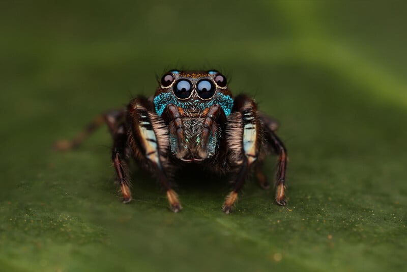 A close-up of a colorful jumping spider with iridescent blue and green markings, large black eyes, and hairy legs, standing on a green leaf.