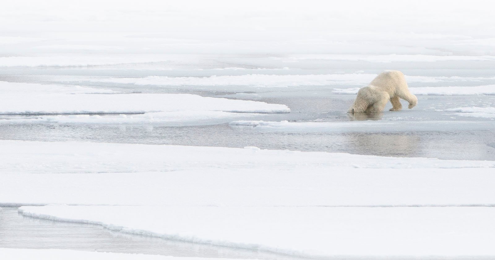  ice seals bears aquatic polar water 
