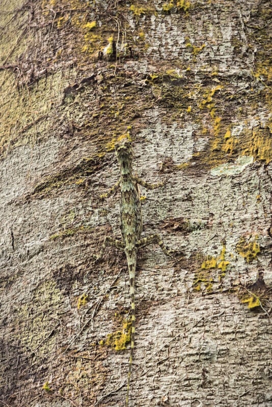 A well-camouflaged lizard blends into the textured, moss-covered bark of a tree, making it difficult to distinguish its body from the surroundings.