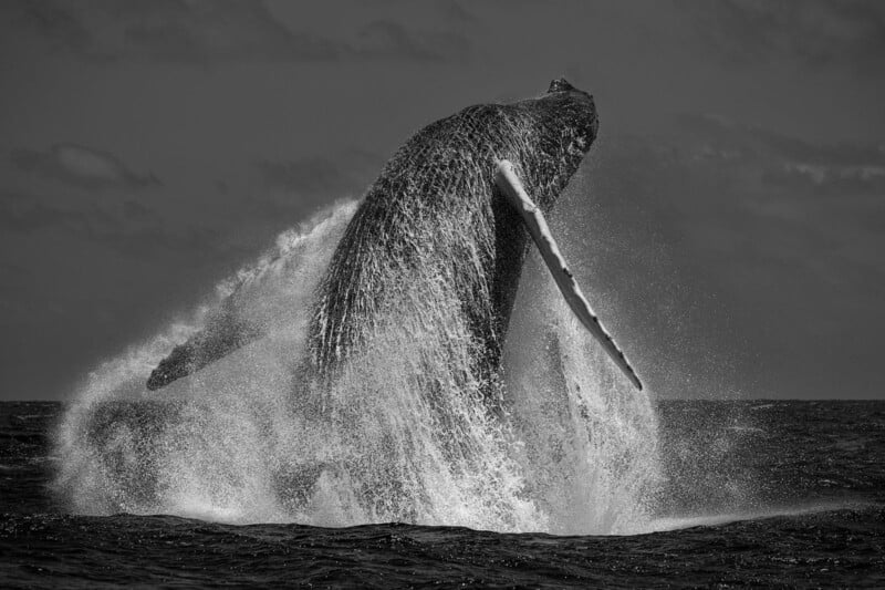 A humpback whale breaches the ocean surface, surrounded by splashing water, with its large body and flippers visible against a cloudy sky. The image is in black and white.