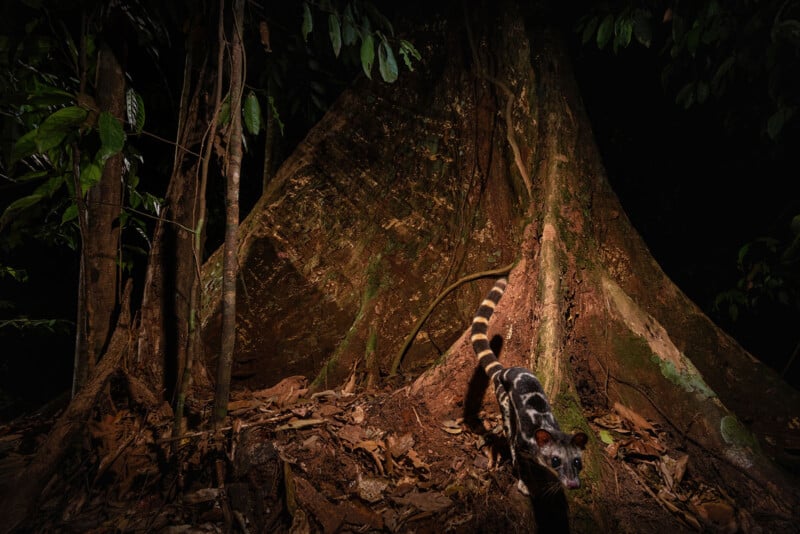 A large tree trunk in a dark forest with a banded civet walking on the forest floor, illuminated by light, surrounded by fallen leaves and dense vegetation.