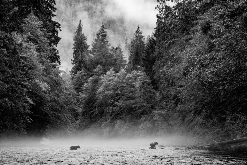 Two bears stand in a misty river surrounded by dense forest and tall trees, with fog obscuring the background. The scene is in black and white, creating a moody, atmospheric effect.