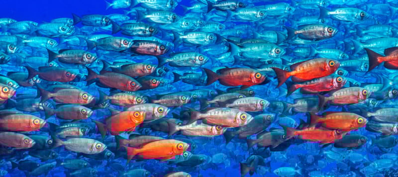 A large school of fish swimming underwater, with most fish appearing silver and a few in bright orange, set against a vibrant blue ocean background.