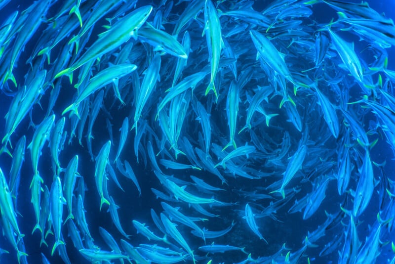 A large school of blue and yellow fish swim in a swirling circular pattern underwater, creating a spiral effect with a deep blue background.