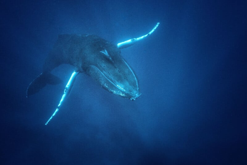 A humpback whale swims underwater, its large mouth open and pectoral fins outstretched, surrounded by deep blue ocean.