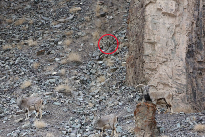 Three wild sheep stand on rocky terrain near a cliff, with another animal circled in red, camouflaged against the rocks and dry grass.