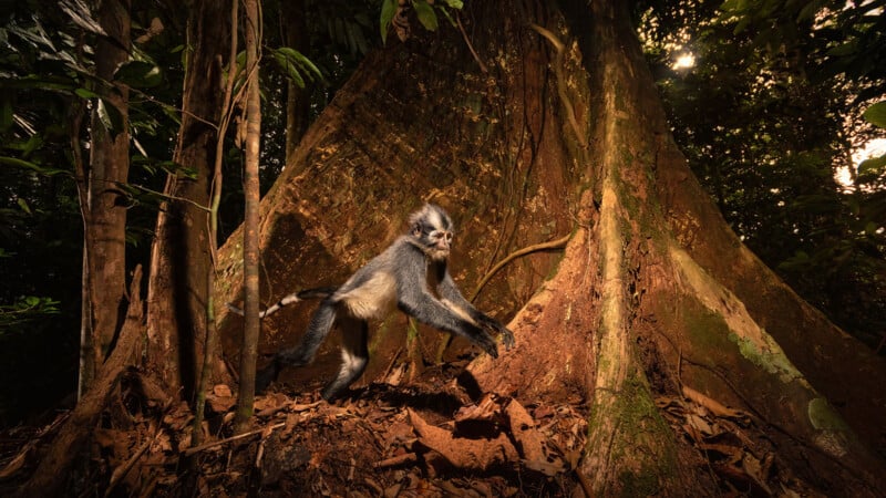 A black-and-white monkey stands on leaf-covered ground at the base of a large tree with expansive roots in a dense, sunlit forest.