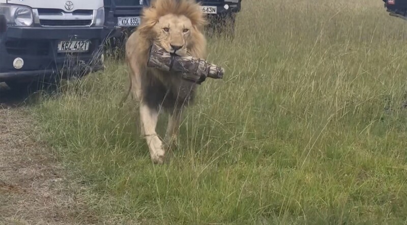 A lion walks through tall grass carrying a camouflaged object in its mouth, with several parked vehicles nearby in the background.