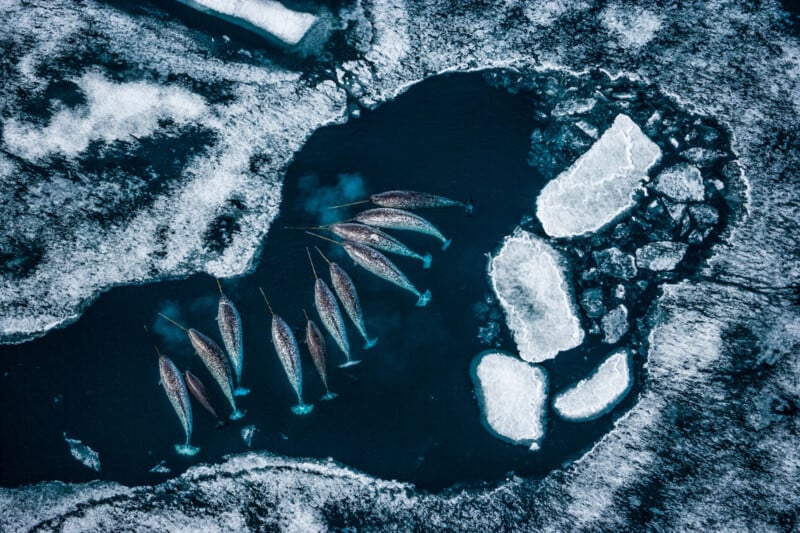 Aerial view of a group of narwhals swimming in dark, icy water surrounded by floating ice and snow in an Arctic landscape.