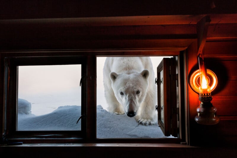 A polar bear stands outside a snowy window, peering inside a wooden cabin where a lit oil lamp glows warmly on the wall.
