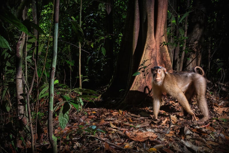 A monkey with brown fur stands alert on the leaf-covered ground in a dense, sunlit forest, near the base of a large tree with exposed roots. Lush green foliage surrounds the scene.