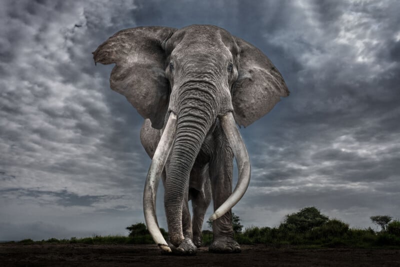 A large elephant with long, curved tusks stands on open ground, facing forward, under a dramatic, cloudy sky with some trees in the distant background.