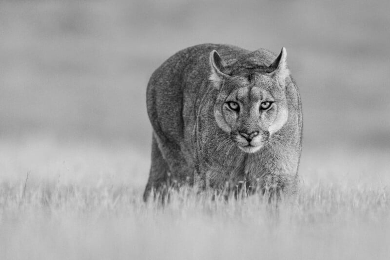 A black and white photo of a puma crouching low in tall grass, staring intently forward with focused eyes.