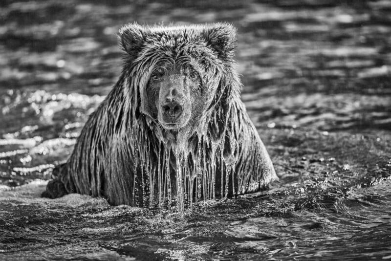 A wet bear sits in a river, water dripping from its fur, looking directly at the camera. The image is in black and white, highlighting the texture of the bear's soaked coat and the rippling water around it.