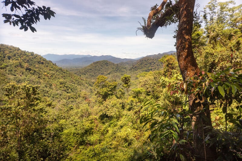 A lush, green tropical rainforest stretches across rolling hills under a partly cloudy sky, with mountains visible in the distant background. Tall trees and dense foliage dominate the foreground.