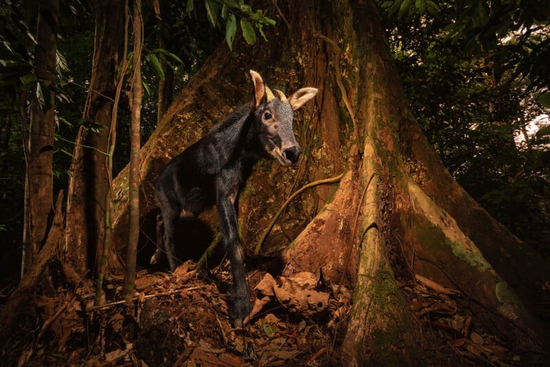 A dark-coated, deer-like animal with pale markings on its face stands on a forest floor, surrounded by large tree roots and dense foliage in a tropical rainforest.