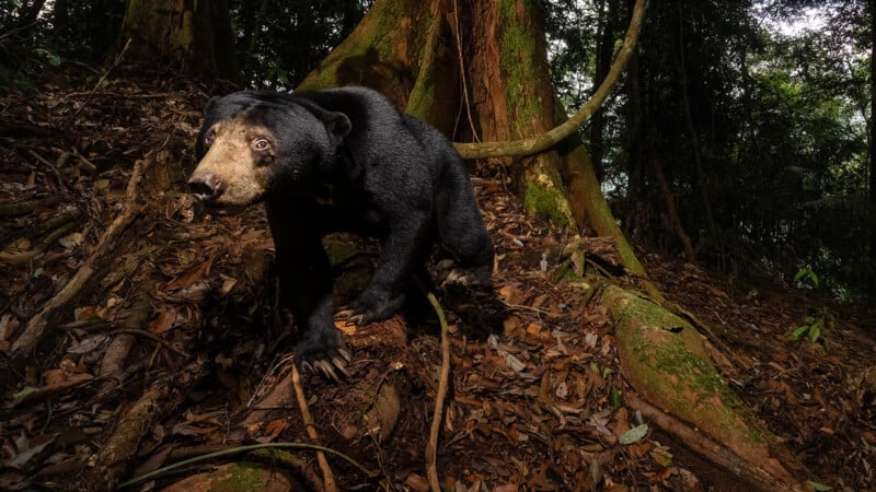 A sun bear with a shiny black coat and pale muzzle walks on leaf-covered ground beneath large tree roots in a dense, shadowy forest.