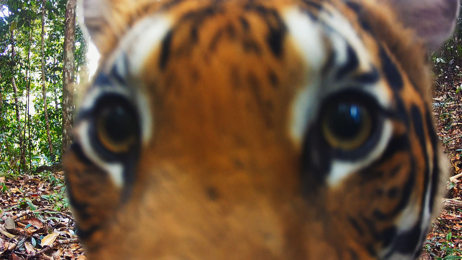 Close-up of a tiger’s face with its nose up to the camera lens, eyes wide open, with a blurred background of trees and forest floor.