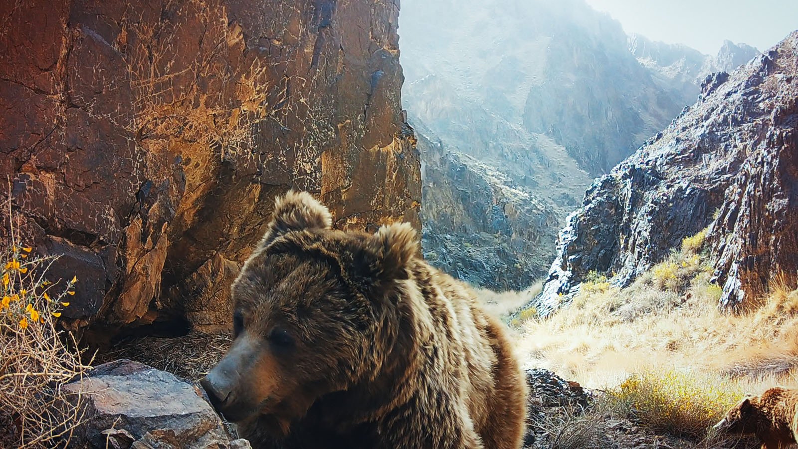 A brown bear walks among rocky cliffs and dry grass in a mountainous landscape, with sunlight illuminating the background.