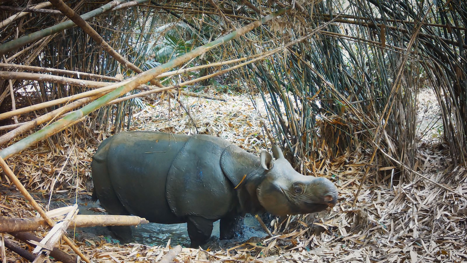 A Sumatran rhinoceros stands in a muddy area surrounded by dense, tall bamboo and scattered dry leaves in a forest setting.