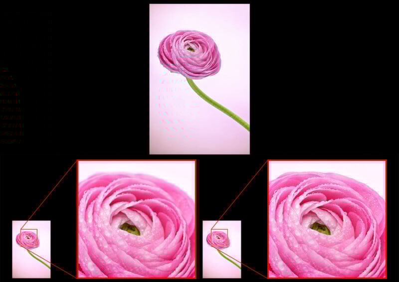 A pink ranunculus flower with a green stem on a pale background. Three close-up images highlight the delicate petals and water droplets on the flower.
