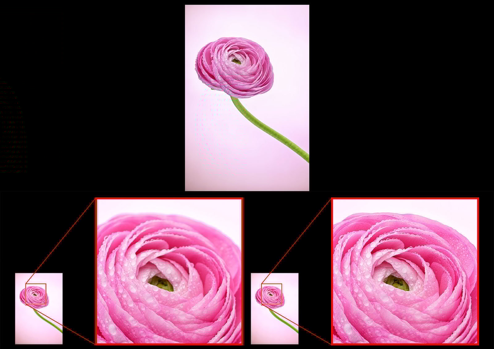 A pink ranunculus flower with a green stem on a pale background. Three close-up images highlight the delicate petals and water droplets on the flower.