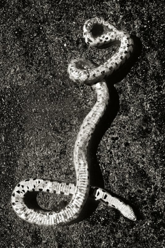 A shed snakeskin lies on rough, dark ground, twisted into curves and loops, with a textured, patterned surface visible in black and white.