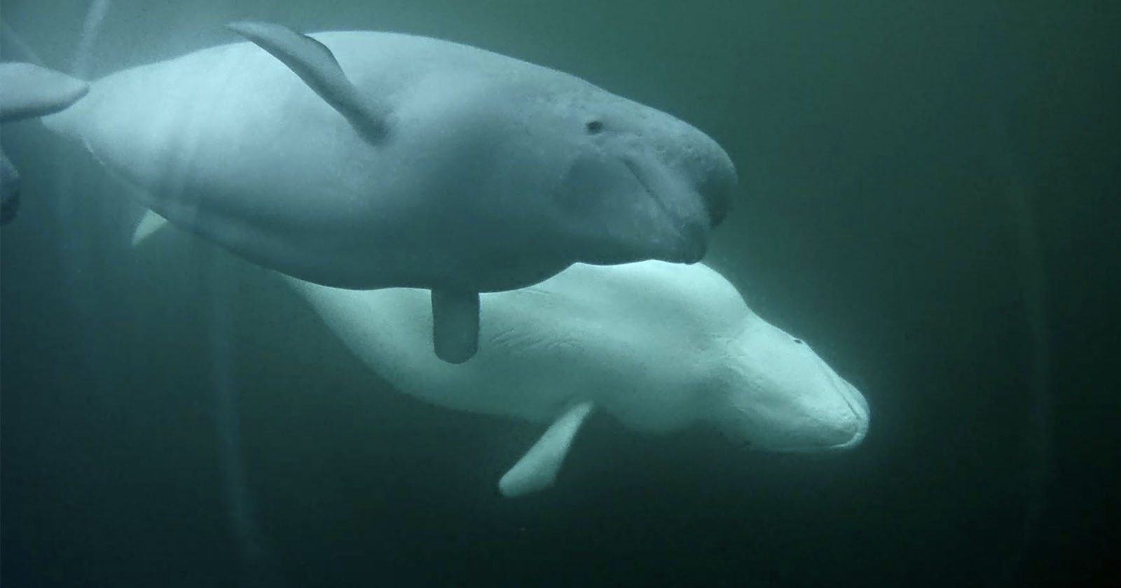 This Livestream Camera Will Capture the Annual Beluga Whale Migration This Livestream Camera Will Capture the Annual Beluga Whale Migration