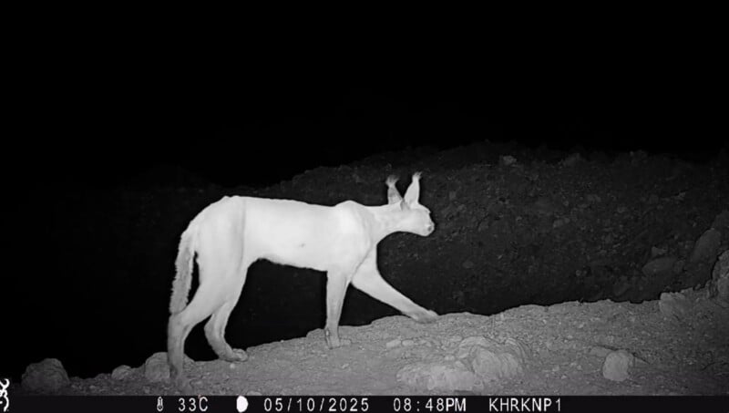 A caracal is captured at night by a trail camera, walking across rocky ground with its distinctive long legs and tufted ears visible. The ground and background are dark, with camera data at the bottom of the image.