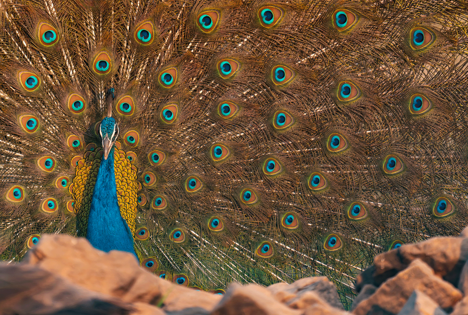 A peacock stands with its vibrant tail feathers fully fanned out, displaying colorful eye-like patterns. Rocky ground is visible in the foreground.