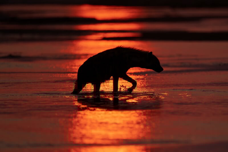 A hyena walks through shallow water at sunset, its silhouette highlighted against the vivid orange and red reflections on the water’s surface.