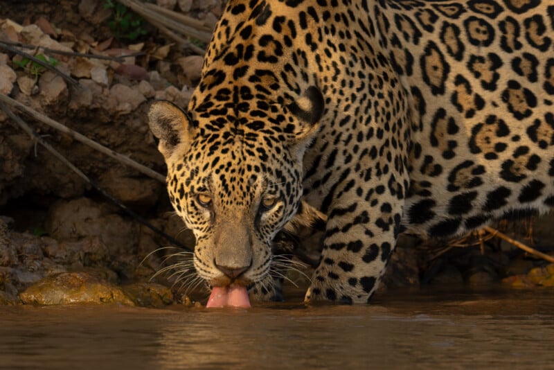 A jaguar with golden fur and black rosettes drinks water from a river, looking directly at the camera, with rocks and foliage in the background.