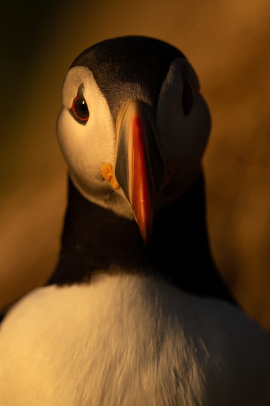 Close-up of an Atlantic puffin facing the camera, with its colorful beak and white chest illuminated by warm sunlight, and a dark, blurred background.