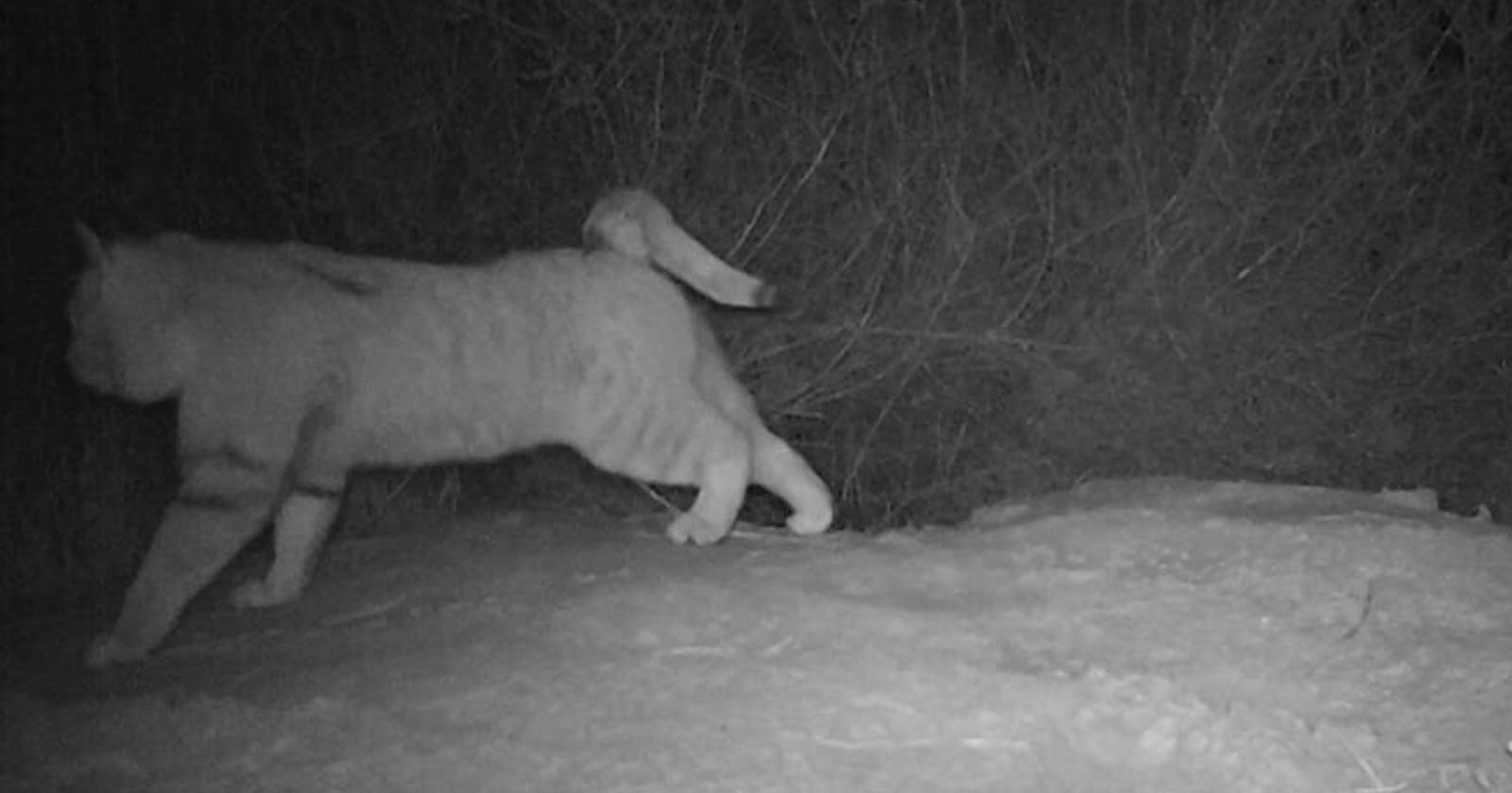 Trail Camera Captures ‘Possibly Extinct’ Sand Cat Trail Camera Captures ‘Possibly Extinct’ Sand Cat